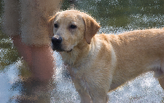 Illustration for article titled Shooting Challenge Pets Gallery 4